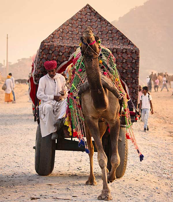 Pushkar Fair 2023, Camel Fair in Pushkar